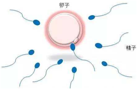 卵子质量