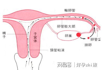 取卵子